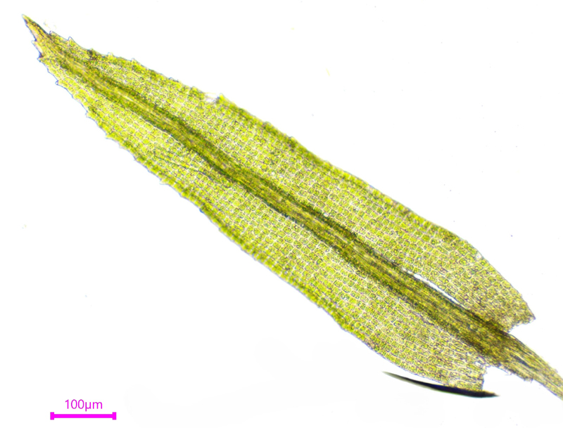 Saelania glaucescens